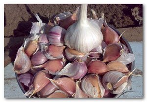 posadka-osenyu-ozimogo-chesnoka posadka-osenyu-ozimogo-chesnoka